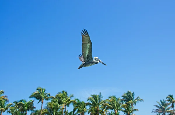 Key West: un cormorán volando en las palmeras de Higgs Beach, la franja de tres kilómetros de playa de arena a lo largo de la costa de Key West —  Fotos de Stock