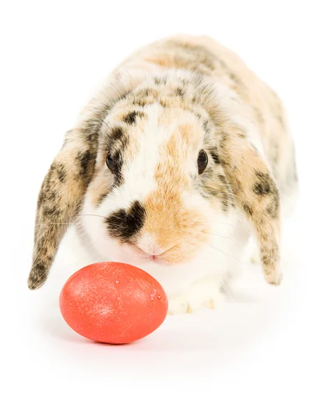 Pasen: easter bunny met kleurrijke paaseieren — Stockfoto