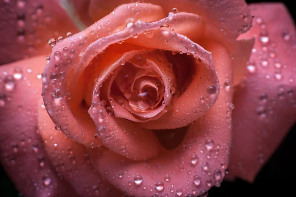 Pink rose — Stock Photo, Image