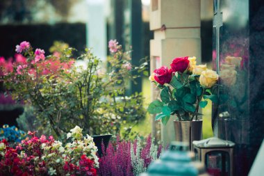 Mezarlıktaki bir mezara güzel güller yakın.