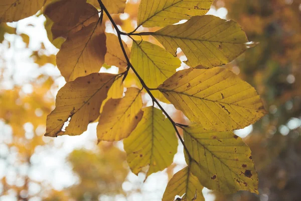 Hojas Coloridas Parque Otoño Espacio Para Copiar — Foto de Stock