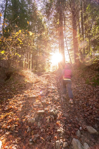 Girl Sportswear Hiking Autumnal Forest Warm Colors — Stock Photo, Image