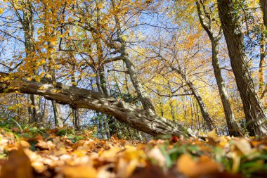 Sonbaharda güzel bir orman, parlak güneşli bir gün ve yerde renkli yapraklar.