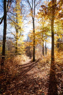 Sonbaharda güzel bir orman, parlak güneşli bir gün ve yerde renkli yapraklar.