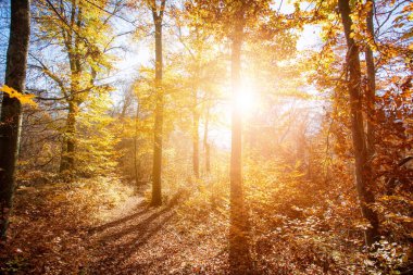Sonbaharda güzel bir orman, parlak güneşli bir gün ve yerde renkli yapraklar.