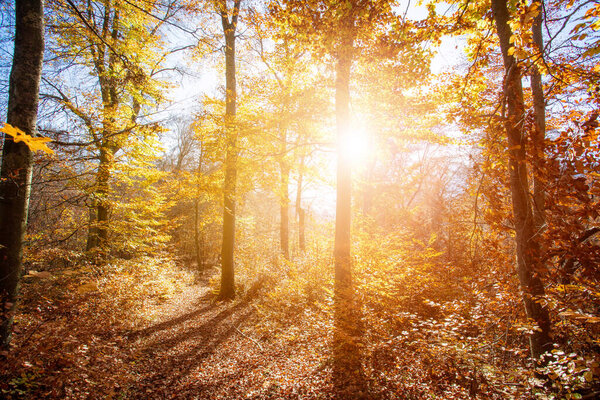 Осенний лес, яркий солнечный день с цветными листьями на полу