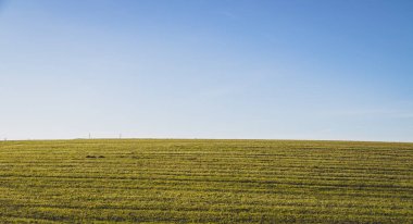 Yeşil çimenli ve mavi gökyüzü