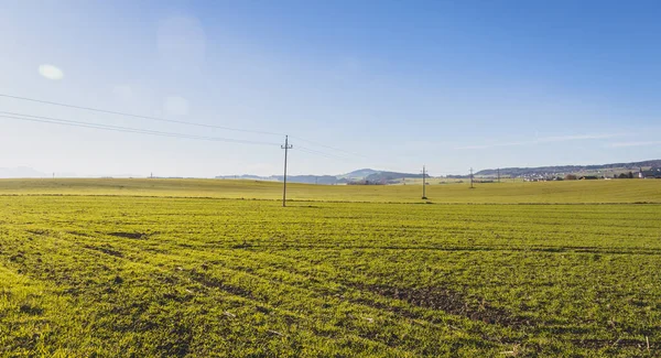 Campo Agricultura Verde Sob Céu Azul — Fotografia de Stock