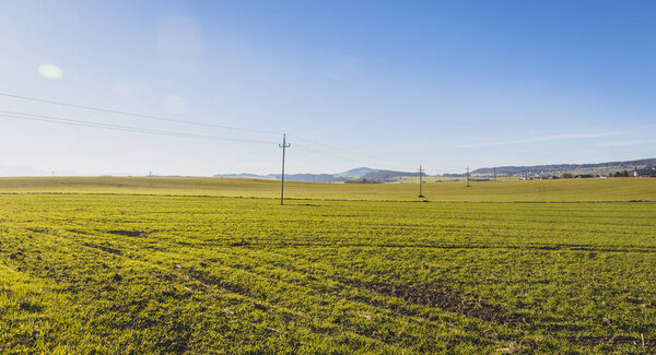 Green agriculture field under blue sky