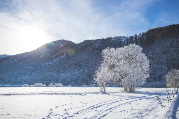 Paisaje Idílico Invierno Árboles Campos Nevados Cordillera Fondo —  Fotos de Stock