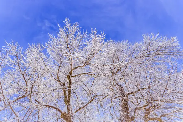 Peisaj Idilic Iarnă Copaci Câmpuri Înzăpezite Lanț Montan Fundal — Fotografie, imagine de stoc