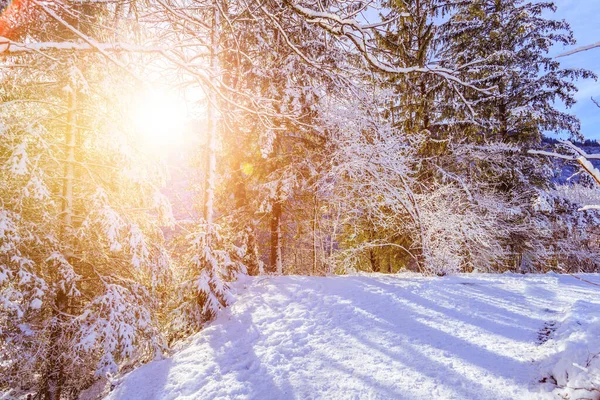 有人行道 雪树和蓝天的冬季景观 — 图库照片