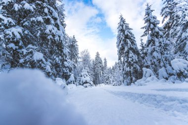 Yaya yolu, karlı ağaçlar ve mavi gökyüzü olan kış manzarası