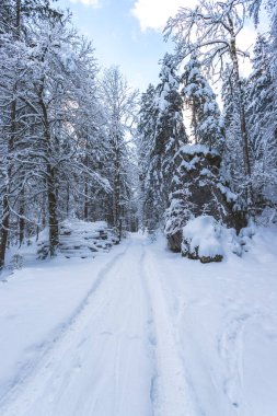 Yaya yolu, karlı ağaçlar ve mavi gökyüzü olan kış manzarası