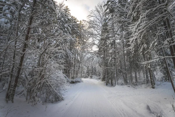 Зимний Пейзаж Тропинкой Снежные Деревья — стоковое фото