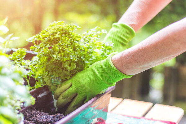 Woman is planting vegetables and herbs, urban gardening. Fresh plants and soil.