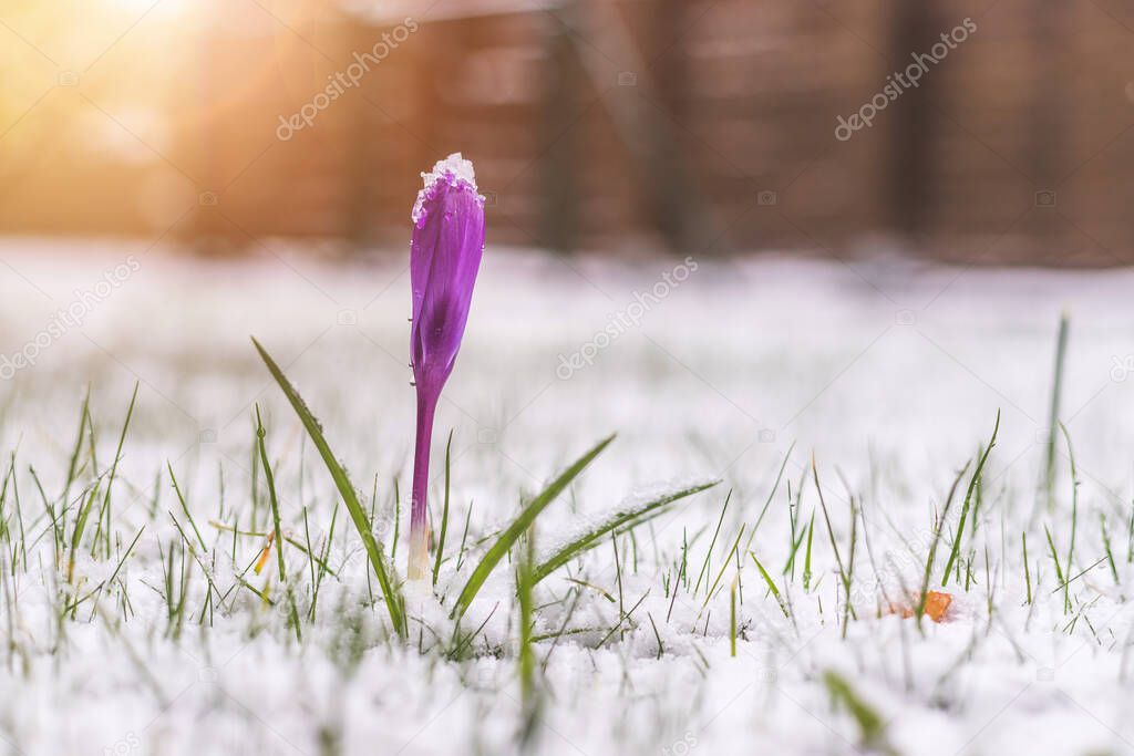 Snowy spring flowers in the front yard. Crocus in spring time. 