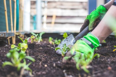 Kadın kaldırılmış yatağa sebze ve şifalı ot ekiyor. Taze bitkiler ve toprak.
