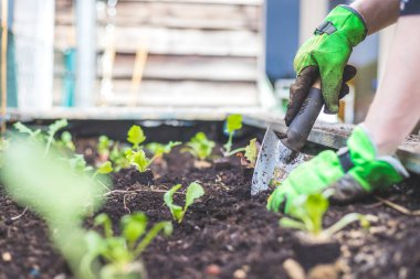 Kadın kaldırılmış yatağa sebze ve şifalı ot ekiyor. Taze bitkiler ve toprak.