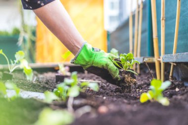 Kadın kaldırılmış yatağa sebze ve şifalı ot ekiyor. Taze bitkiler ve toprak.