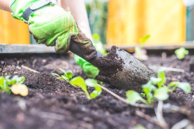 Kadın kaldırılmış yatağa sebze ve şifalı ot ekiyor. Taze bitkiler ve toprak.
