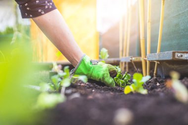 Kadın kaldırılmış yatağa sebze ve şifalı ot ekiyor. Taze bitkiler ve toprak.