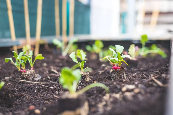 Planter Radis Des Légumes Des Herbes Dans Lit Surélevé Plantes — Photo