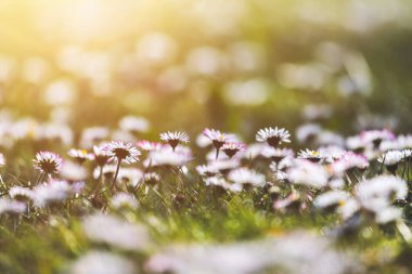 İlkbaharda açan papatya çiçeğinin yakın resmini çek.