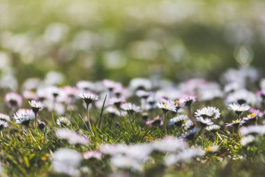 İlkbaharda açan papatya çiçeğinin yakın resmini çek.
