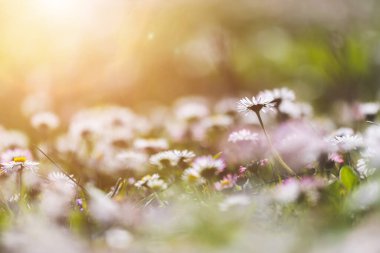 İlkbaharda açan papatya çiçeğinin yakın resmini çek.