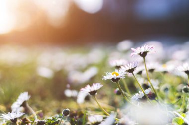 İlkbaharda açan papatya çiçeğinin yakın resmini çek.