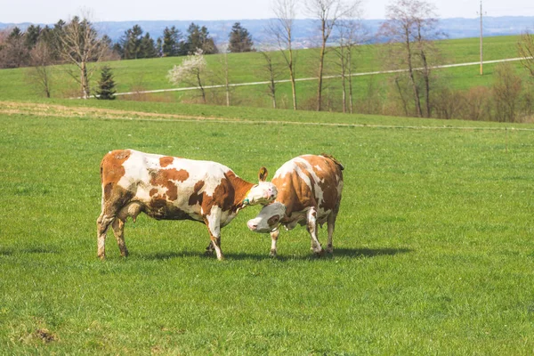 Happy Cows Playing Meadow Spring Time — Stock Photo, Image