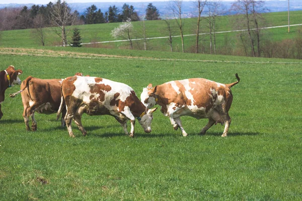 Vacas Felices Están Jugando Prado Primavera — Foto de Stock