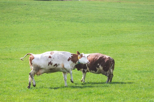 Lyckliga Kor Leker Ängen Vår Tid — Stockfoto