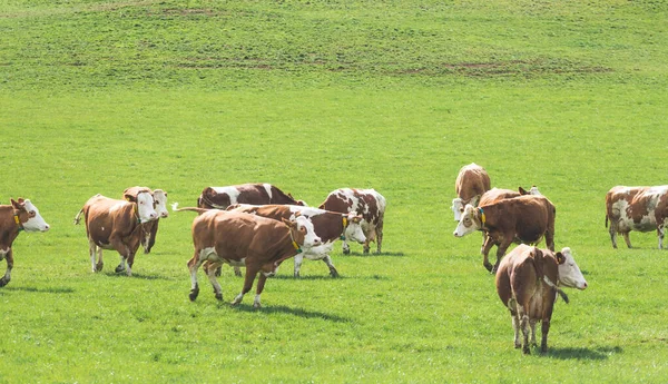 Las Vacas Felices Están Pastando Prado Primavera — Foto de Stock