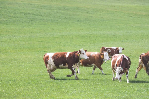快乐的奶牛在草地上吃草春天的时候 — 图库照片