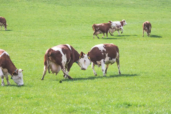 Vacas Felices Están Jugando Prado Primavera — Foto de Stock