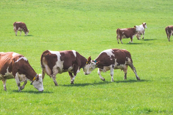 Vacas Felizes Estão Brincando Prado Primavera — Fotografia de Stock