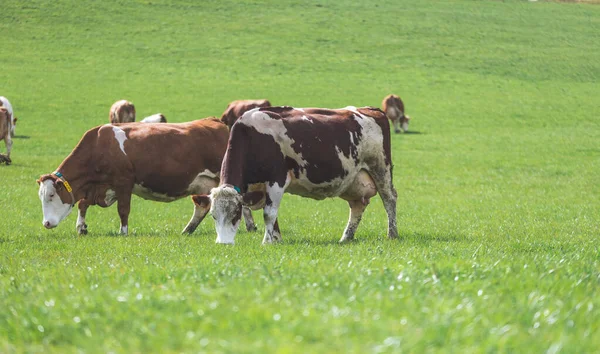 Las Vacas Felices Están Pastando Prado Primavera — Foto de Stock