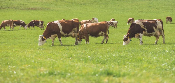 Vacas Felizes Estão Pastando Prado Primavera — Fotografia de Stock