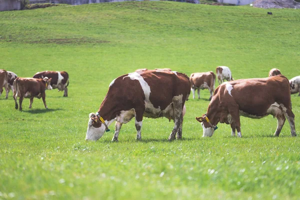 Las Vacas Felices Están Pastando Prado Primavera — Foto de Stock