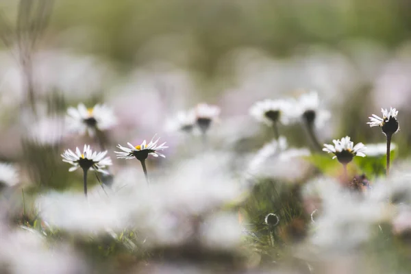 Close Foto Van Schattige Madeliefje Bloesem Het Voorjaar — Stockfoto