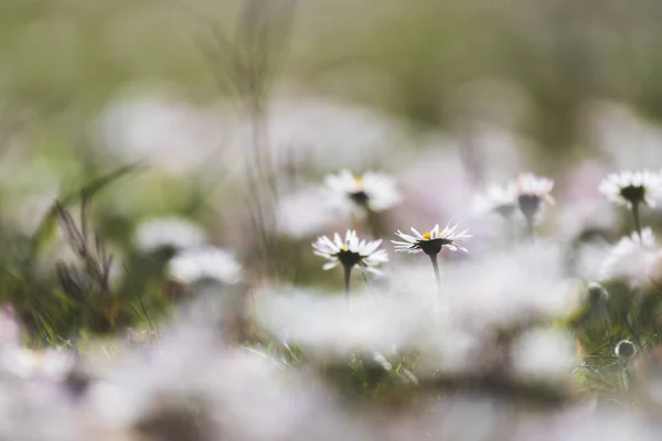 Close Foto Van Schattige Madeliefje Bloesem Het Voorjaar — Stockfoto