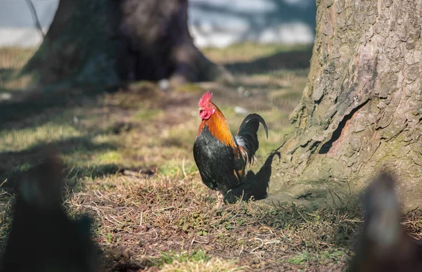 Close Van Kippen Eigen Tuin Zomertijd — Stockfoto