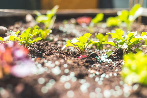 Escargot Biologique Appât Serré Dans Une Salade Des Légumes Radis — Photo