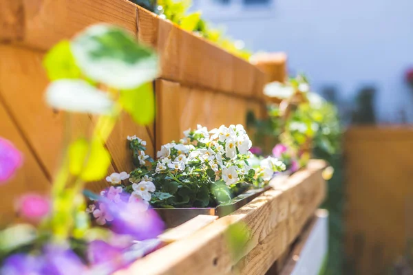 Spring flowers on self-made wooden flower box, euro palette