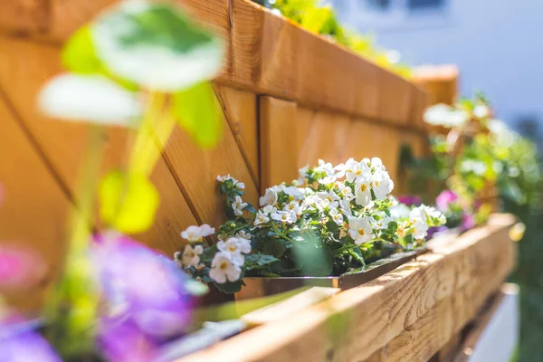 Fleurs Printemps Sur Boîte Fleurs Bois Palette Euro — Photo