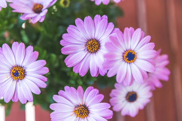 Gros Plan Une Belle Fleur Printemps Gerbera — Photo