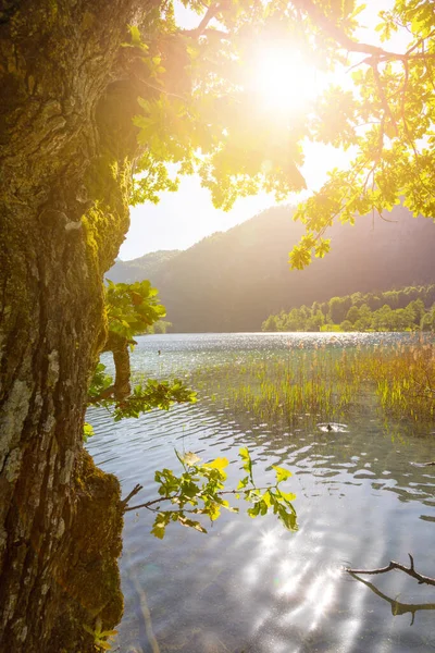 Ruhigen Sonnenuntergang See Mit Schilf Thumsee Deutschland — Stockfoto