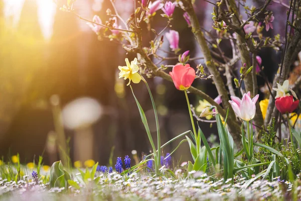 Beautiful Spring Time Flower Scenery Colorful Blossoms Tulips — Stock Photo, Image